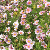 Blumensamen - Cosmos bipinnatus "Daydream" (Kosmee)