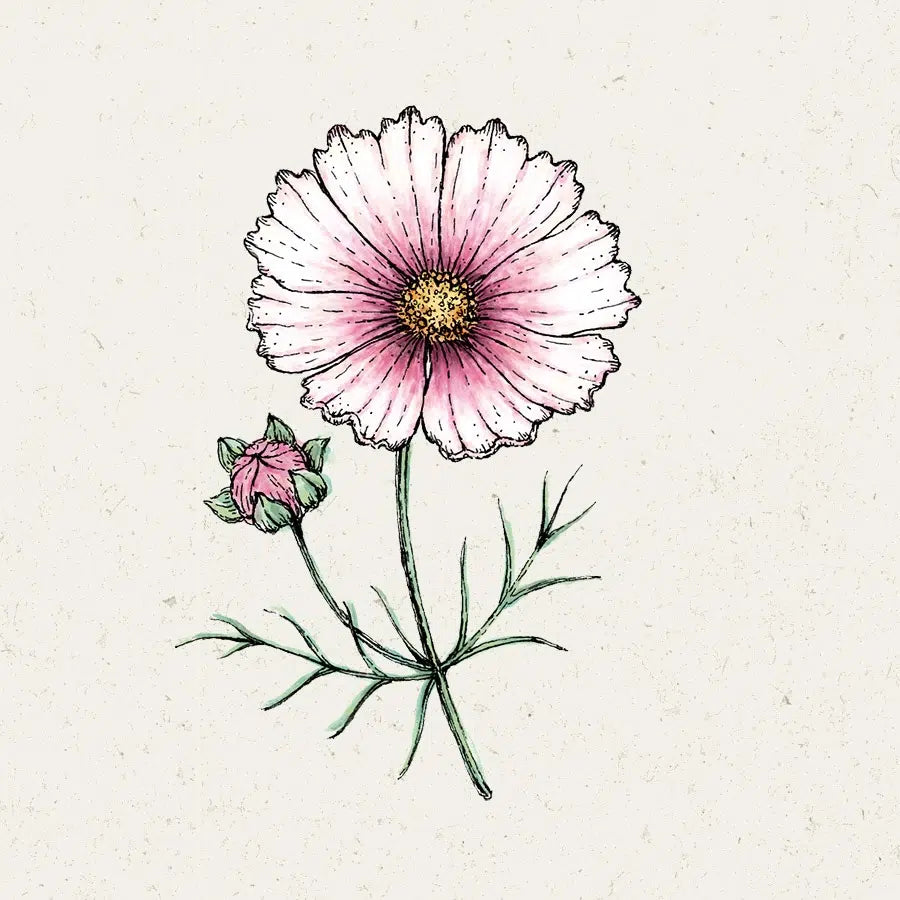 Blumensamen - Cosmos bipinnatus "Daydream" (Kosmee)