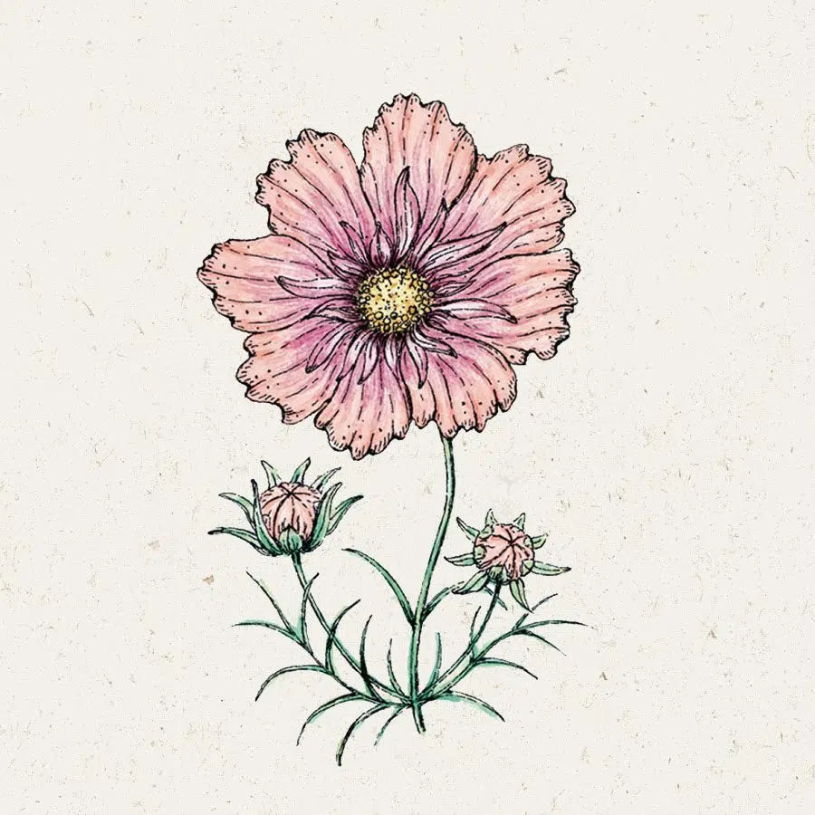 Blumensamen - Cosmos bipinnatus  "Apricotta" (Kosmee)