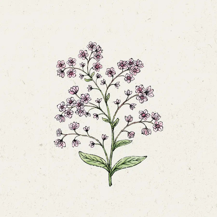 Blumensamen - Cynoglossum amabile "Mystery Rose"  (Chinesisches Vergissmeinnicht)