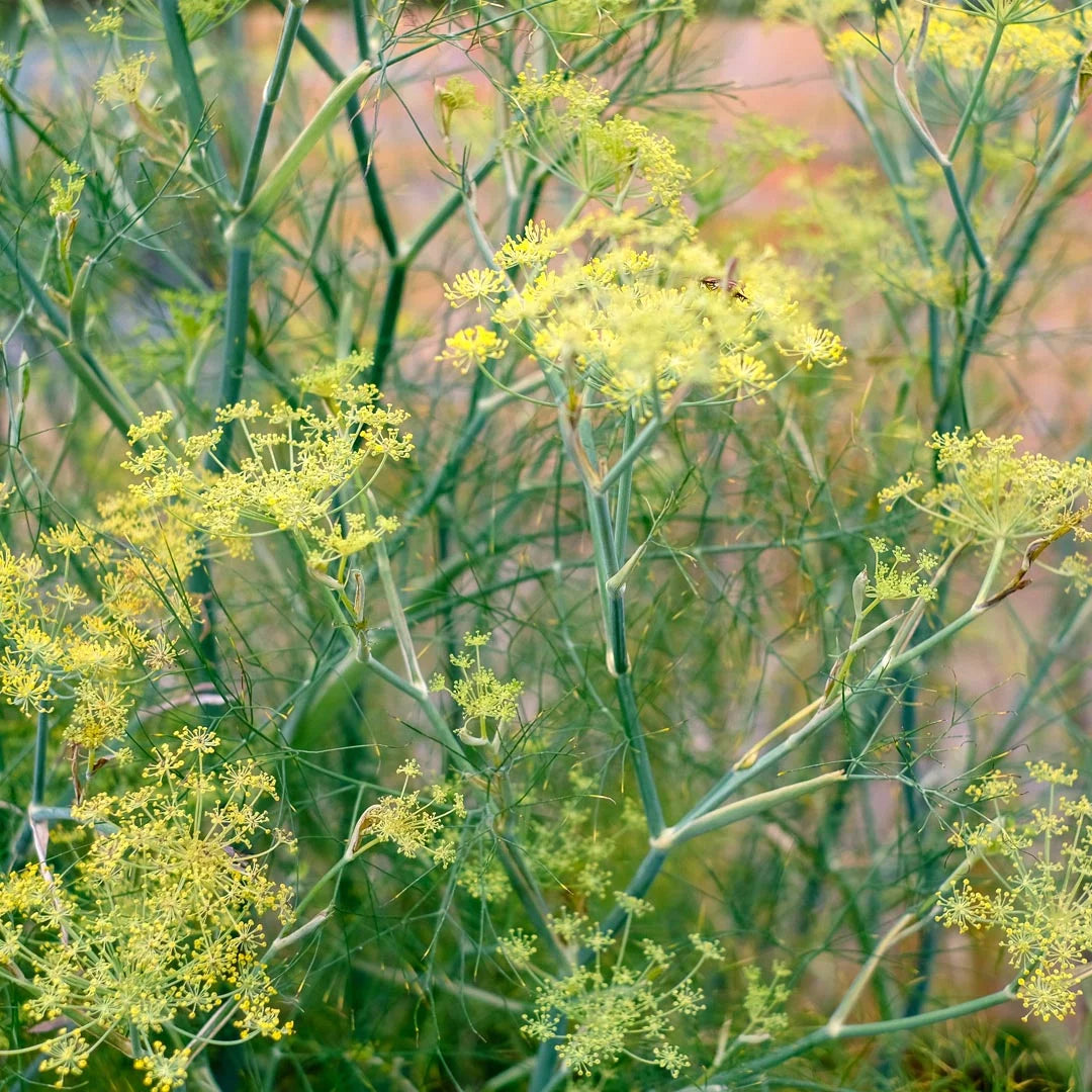 Blumensamen - Anethum Graveolens (Dill)