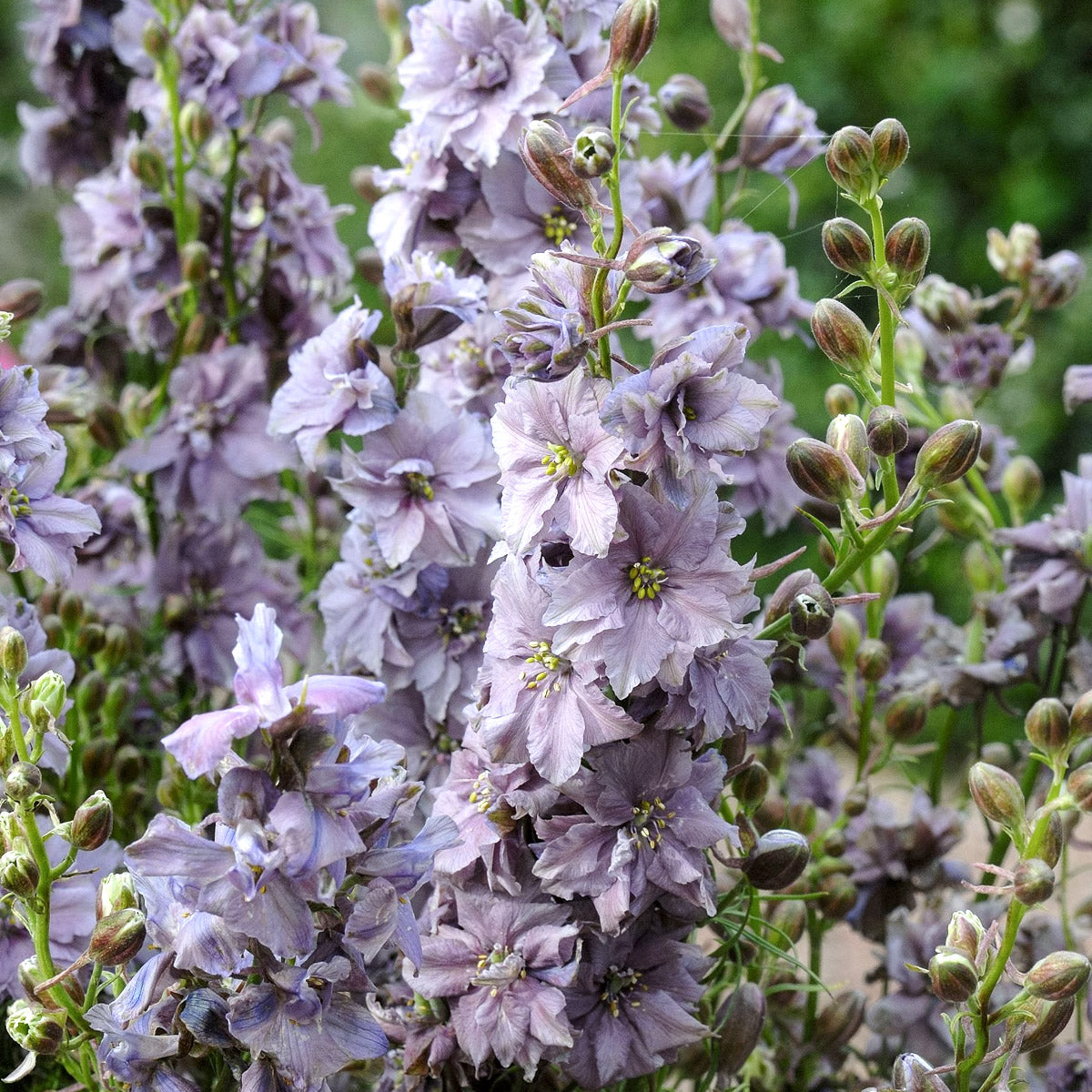 Blumensamen - Delphinium consolida - "Misty Lavender" (Rittersporn)