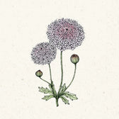 Blumensamen - Didiscus caeruleus  'Lace Pink' (Blaudolde)