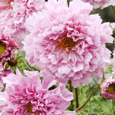 Blumensamen - Cosmos bipinnatus 'Double Click Rose Bonbon' (Kosmee)