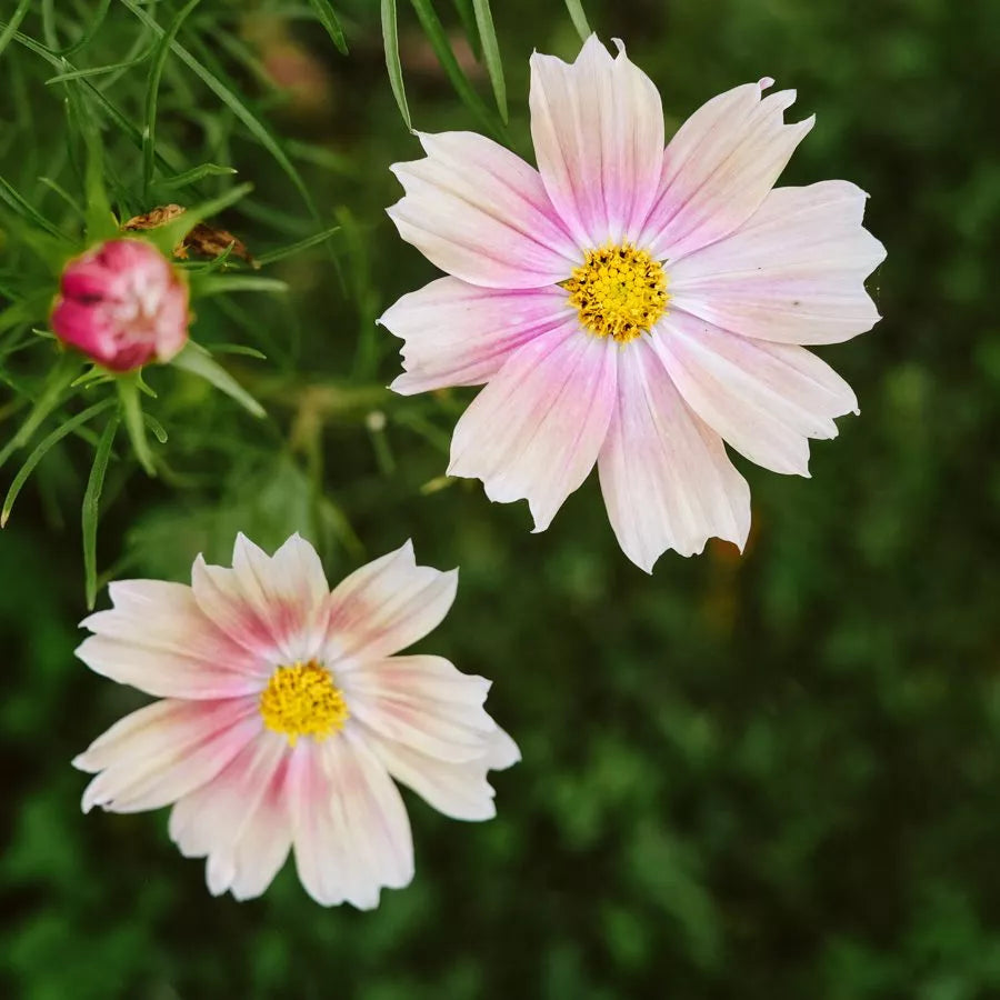 Blumensamen - Cosmos Bipinnatus "Apricot Lemonade" (Kosmee)