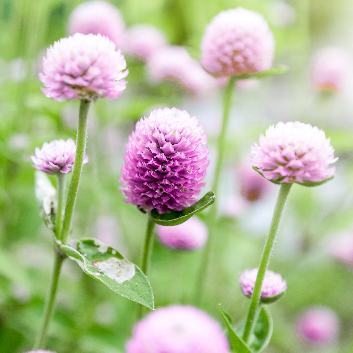 Blumensamen - Gomphrena globosa 'Rose' (Kugelamarant)