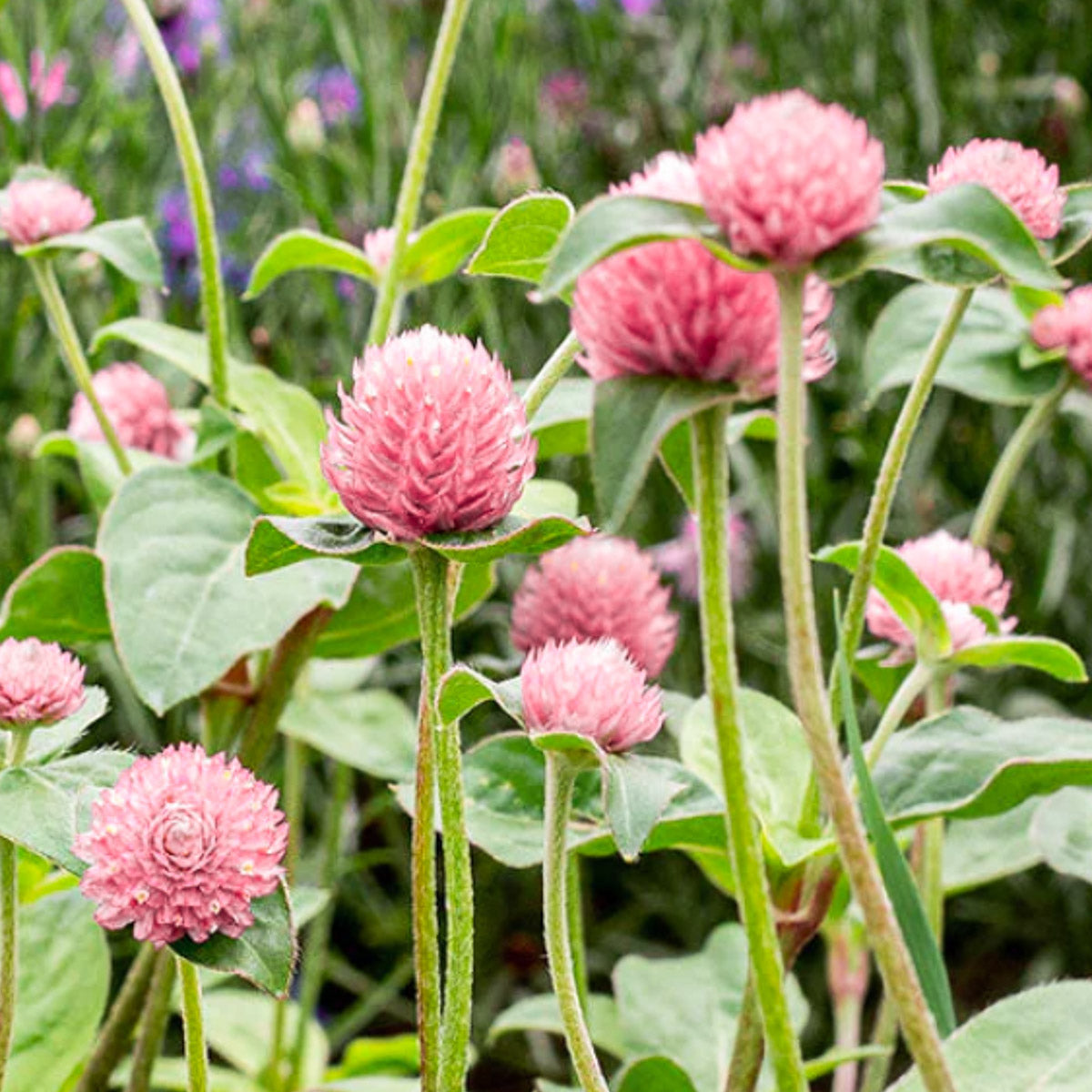 Blumensamen - Gomphrena globosa 'Salmon Pastel' (Kugelamarant)