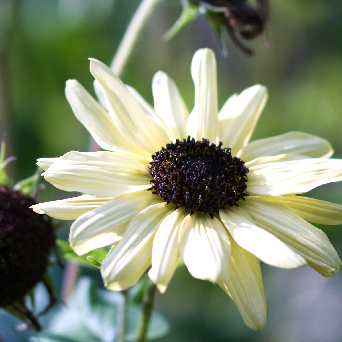 Blumensamen - Helianthus debilis 'Vanilla Ice' (Sonnenblume)