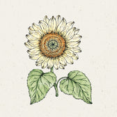 Blumensamen - Helianthus Annuus 'Pro Cut White Lite' (Sonnenblume)
