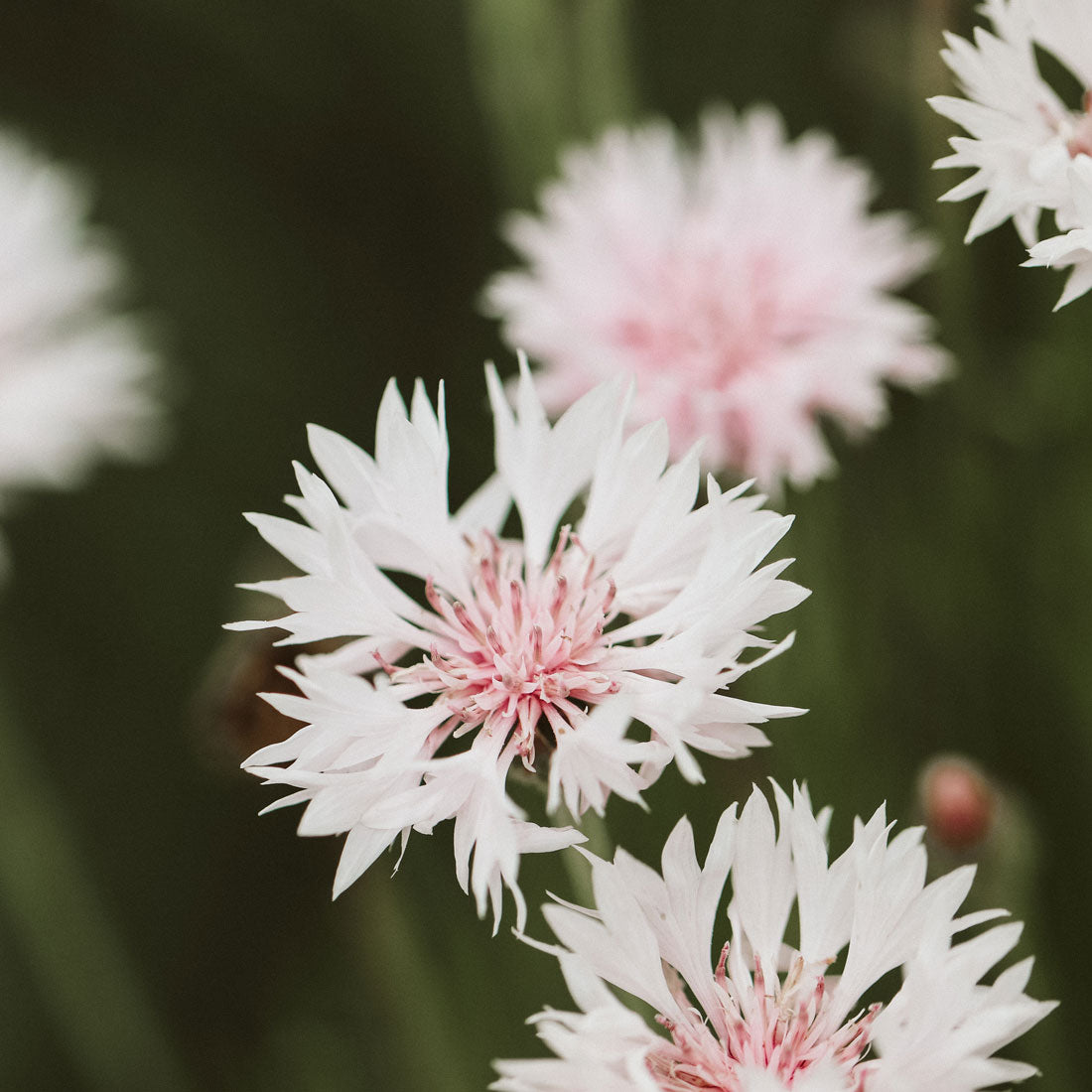 Blumensamen - Centaurea cyanus 'Classic Romantic' (Kornblume)