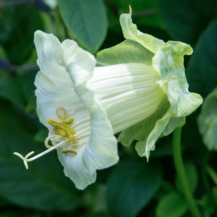 Blumensamen - Cobaea scandens "Alba" (Glockenrebe)