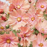 Blumensamen - Cosmos bipinnatus  "Apricotta" (Kosmee)
