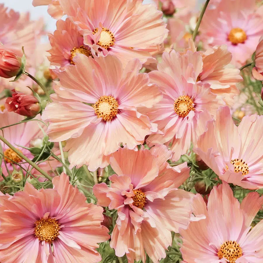 Blumensamen - Cosmos bipinnatus  "Apricotta" (Kosmee)