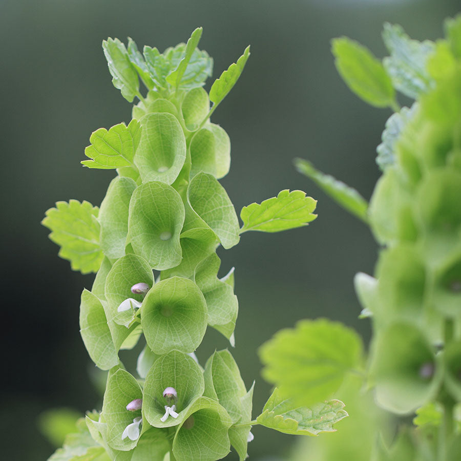 Blumensamen - Moluccella laevis (Muschelblume)