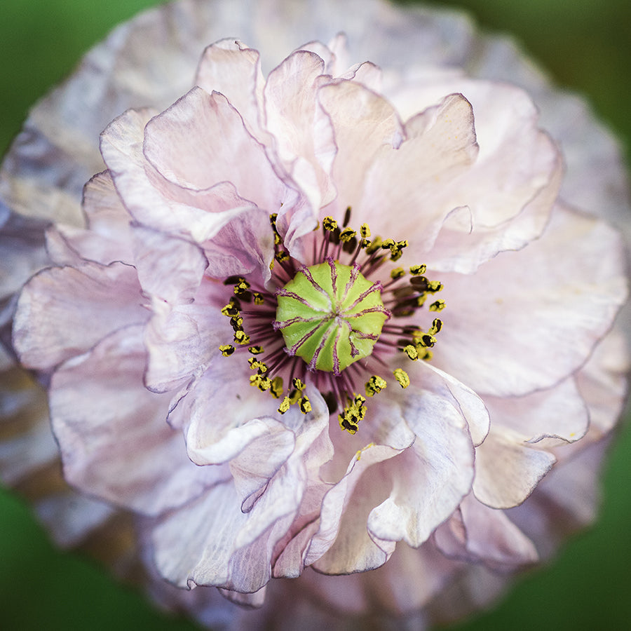 Blumensamen - Papaver rhoeas - "Amazing Grey" (Klatschmohn)