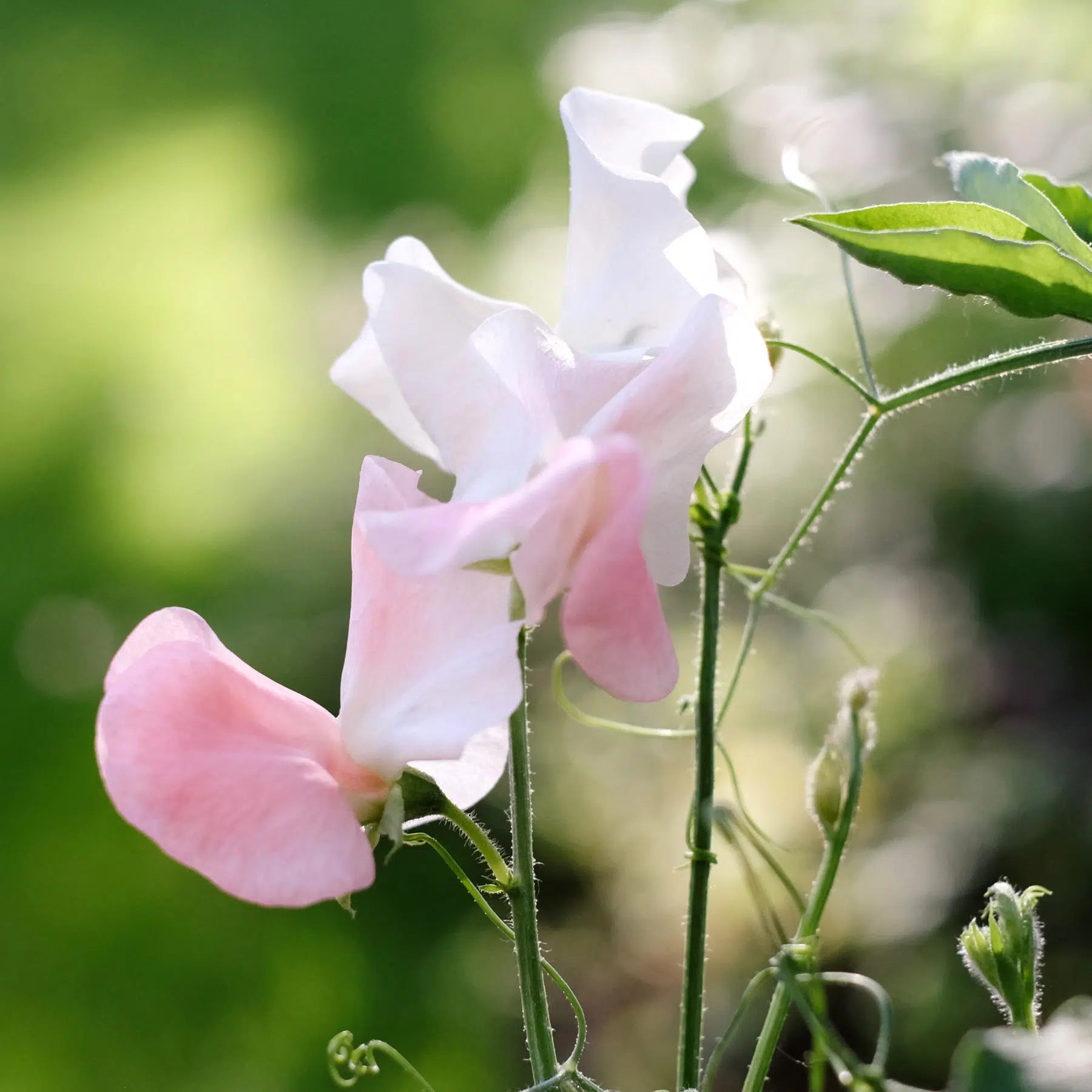 Blumensamen - Lathyrus odoratus 'Spring Sunshine Champagne' (Duftwicke)