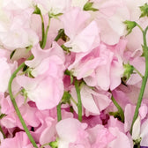 Blumensamen - Lathyrus odoratus 'Spring Sunshine Champagne' (Duftwicke)