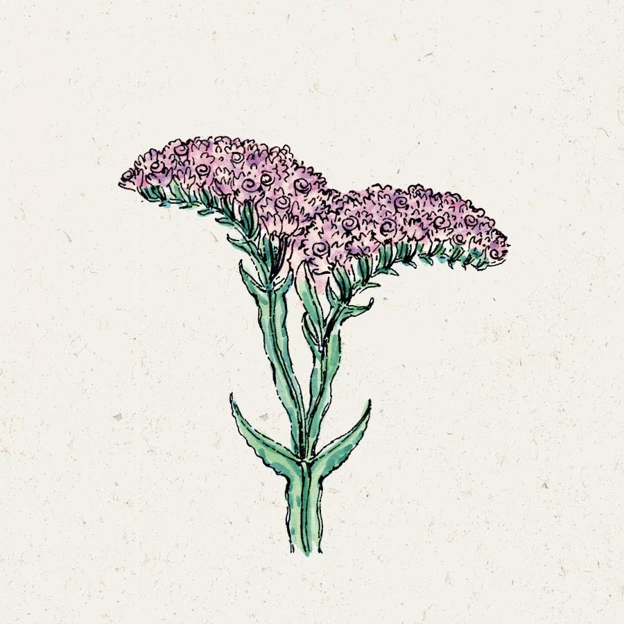 Blumensamen - Limonium sinuatum - "QIS Pastel" (Strandflieder)