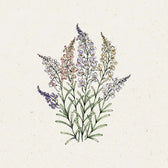 Blumensamen - Linaria Maroccana 'Fairy Lights'  (Marokkanisches Leinkraut)