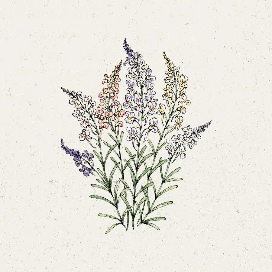 Blumensamen - Linaria Maroccana 'Fairy Lights'  (Marokkanisches Leinkraut)