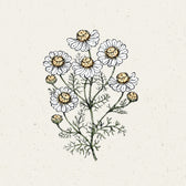 Blumensamen - Matricaria Chamomilla (Kamille)