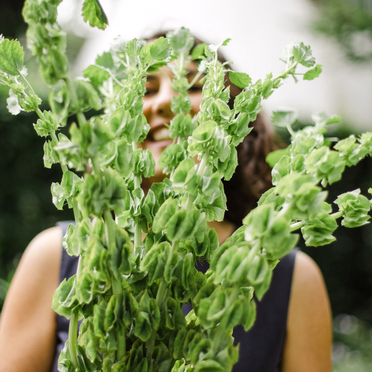 Blumensamen - Moluccella laevis (Muschelblume)