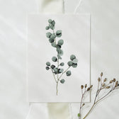 Postkarte - Eucalyptus