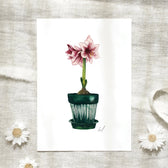 Postkarte - Amaryllis