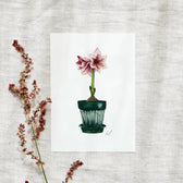 Postkarte - Amaryllis