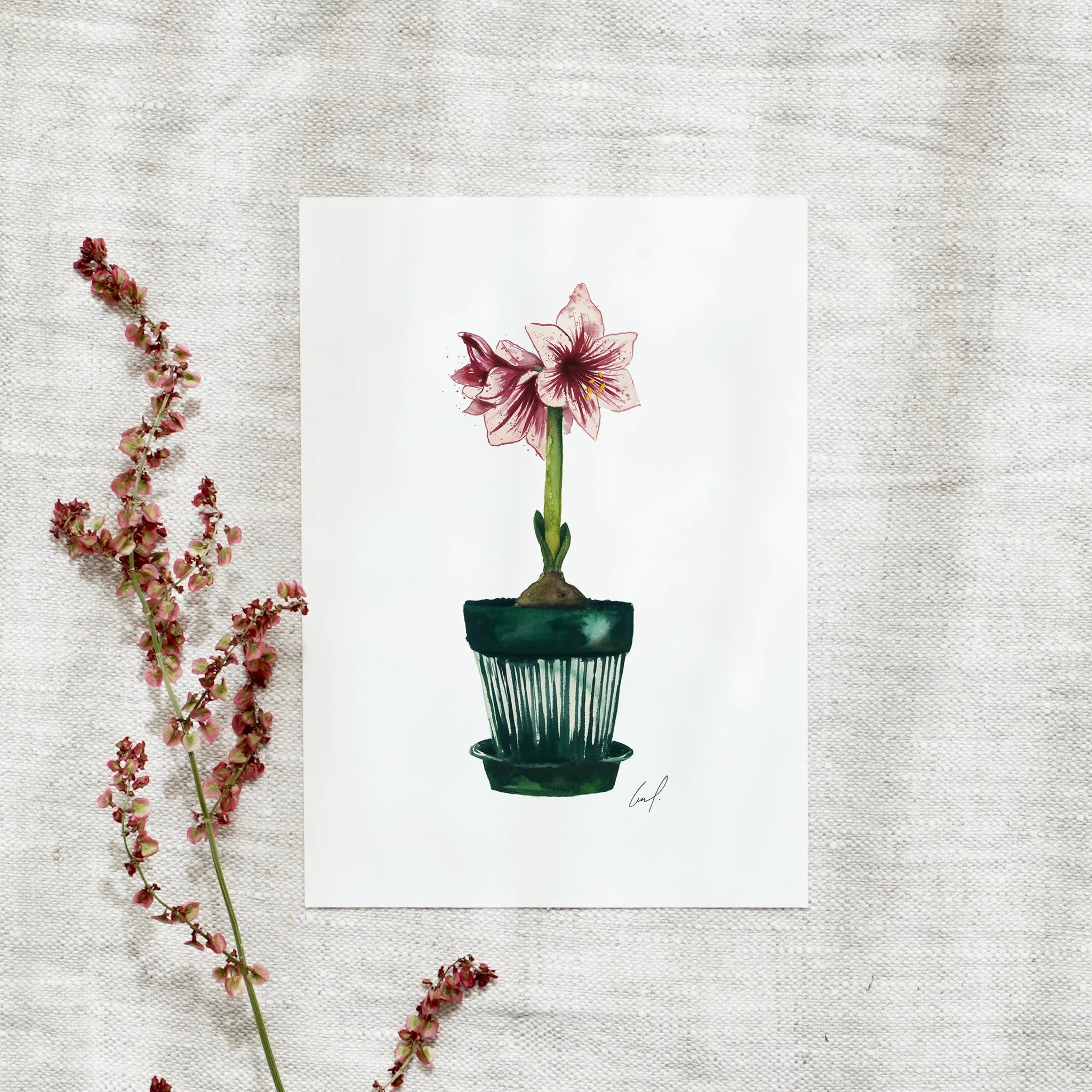 Postkarte - Amaryllis