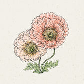 Blumensamen - Papaver nudicaule - "Colibri Rosa Chiaro Pastello" (Islandmohn)