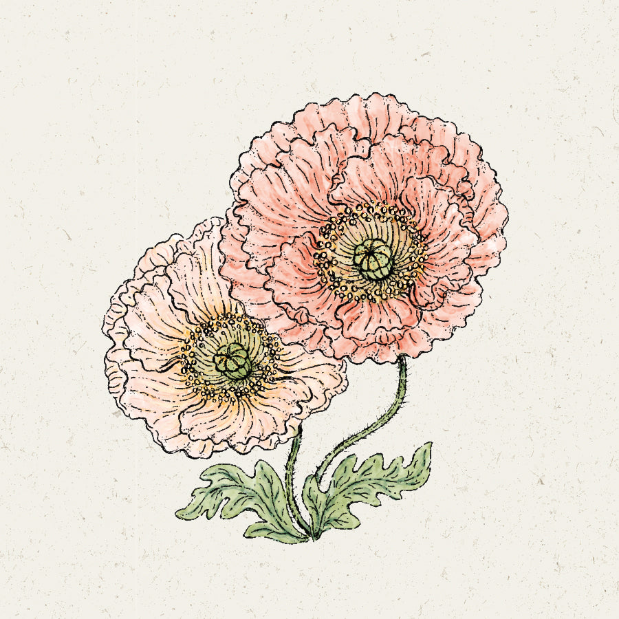 Blumensamen - Papaver nudicaule - "Colibri Rosa Chiaro Pastello" (Islandmohn)