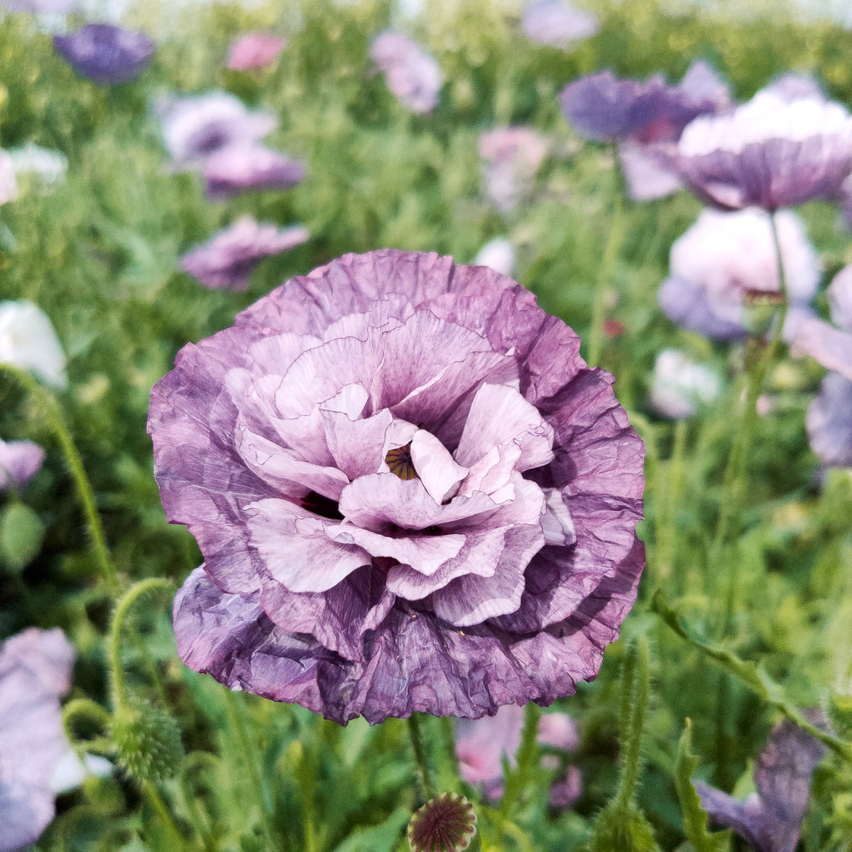 Blumensamen - Papaver rhoeas - "Amazing Grey" (Klatschmohn)