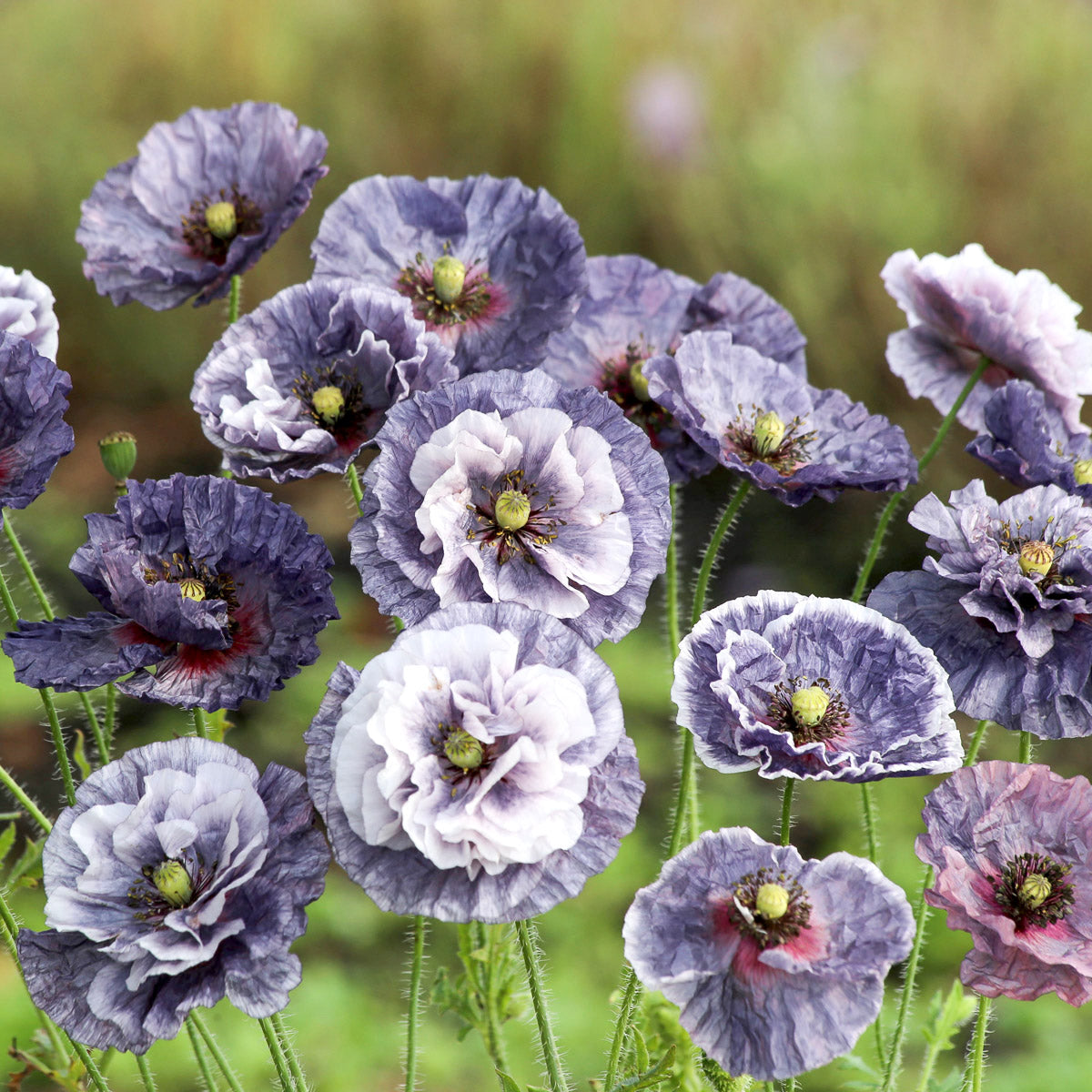 Blumensamen - Papaver rhoeas - "Amazing Grey" (Klatschmohn)