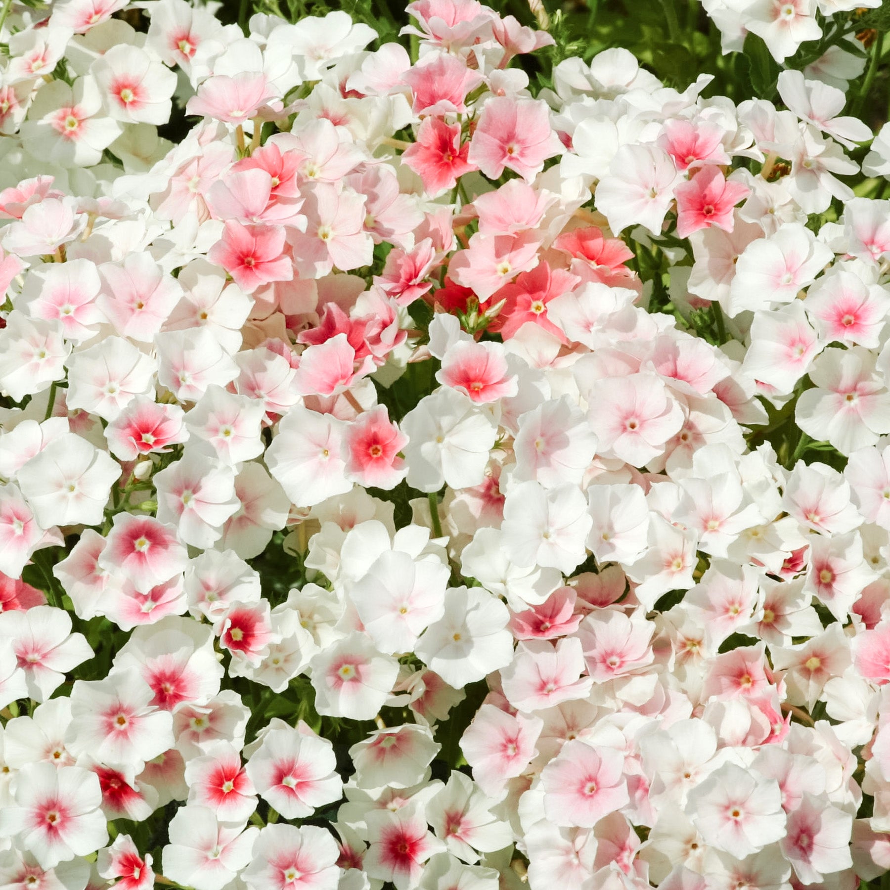 Blumensamen - Phlox drummondii 'Blushing Bride' (Sommer-Phlox)