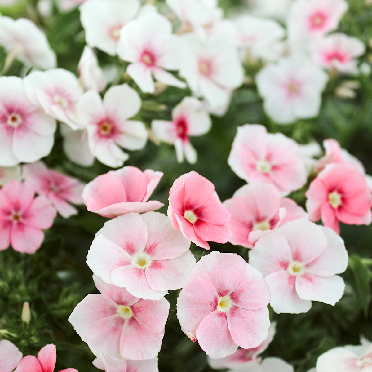 Blumensamen - Phlox drummondii 'Blushing Bride' (Sommer-Phlox)