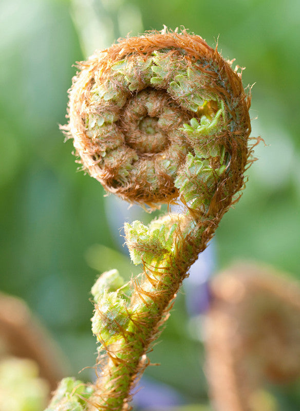 Romantische Gartenreisen in den Niederlanden und Belgien