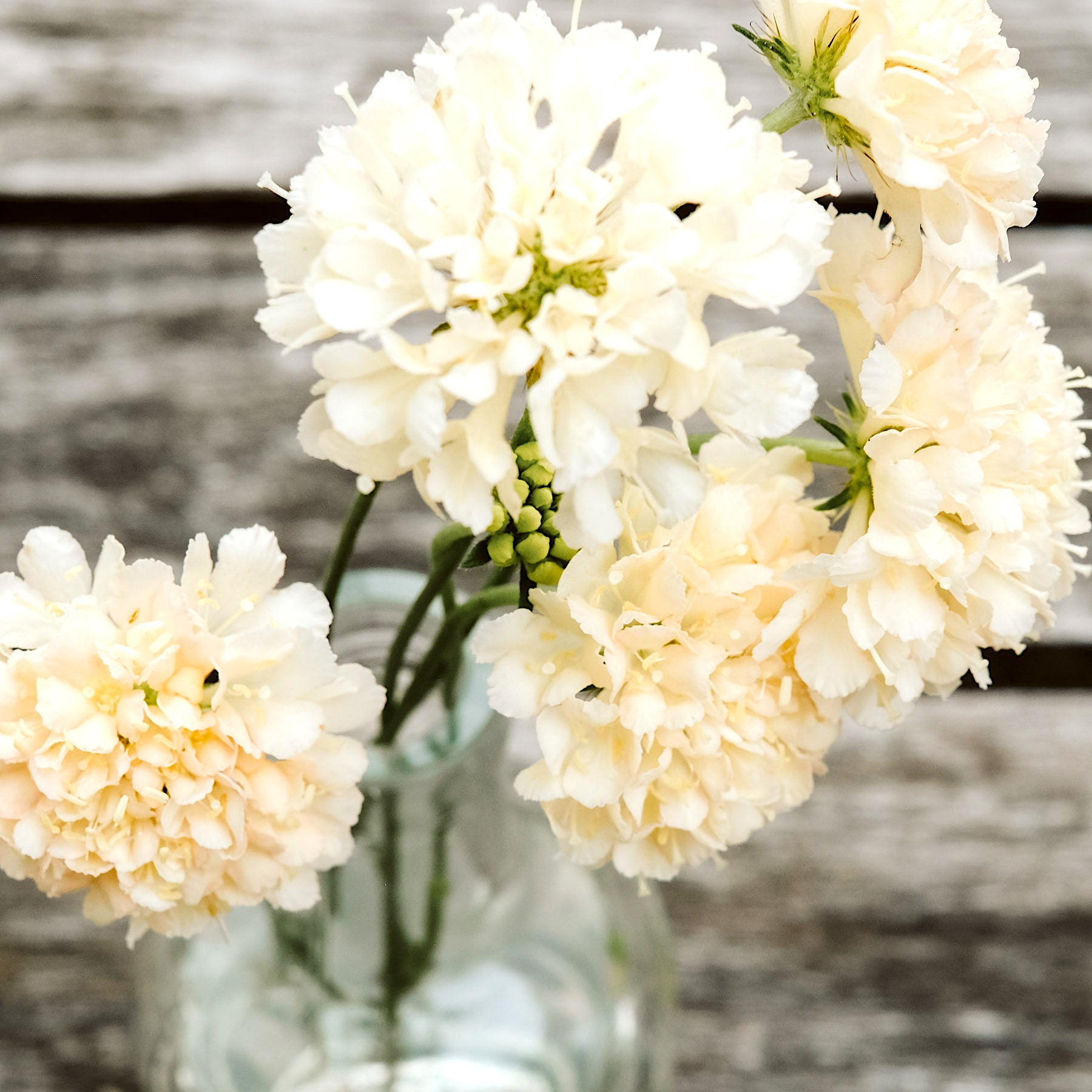 Blumensamen - Scabiosa Atropurpurea 'Fata Morgana' (Skabiose)