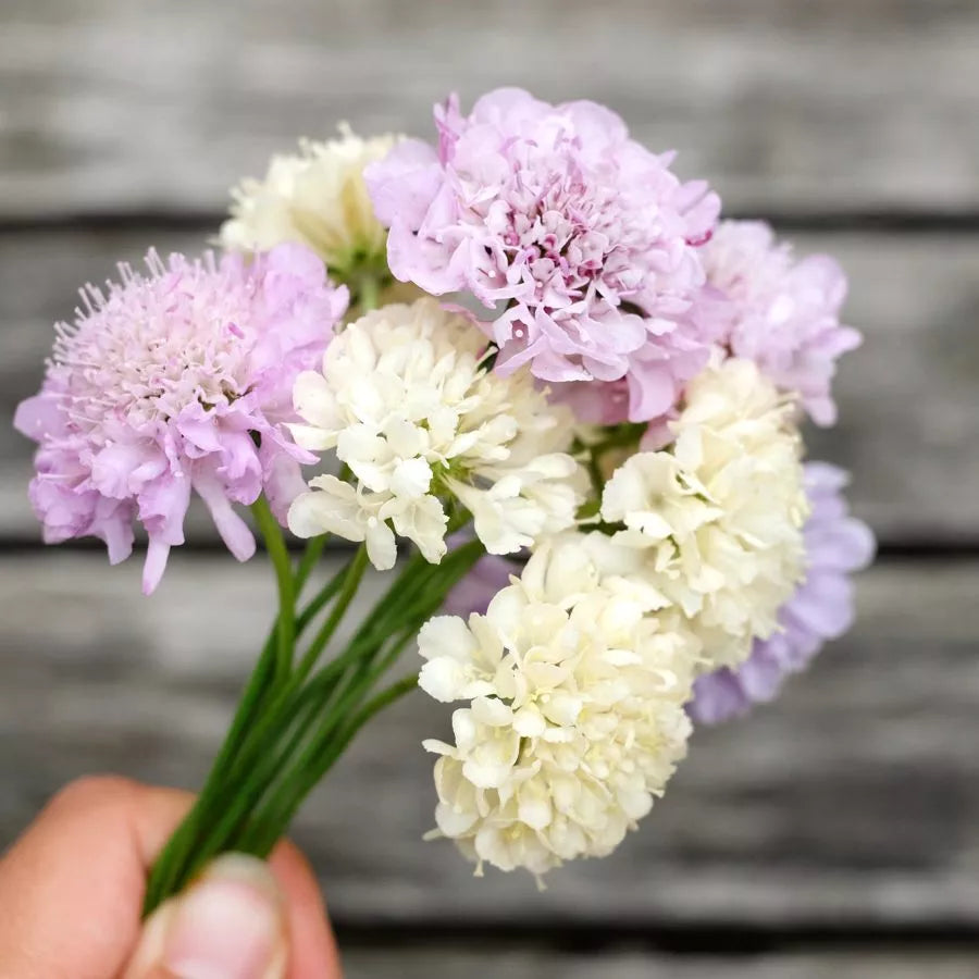 Blumensamen - Scabiosa Atropurpurea 'Fata Morgana' (Skabiose)