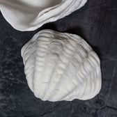 Muschel Shell klein