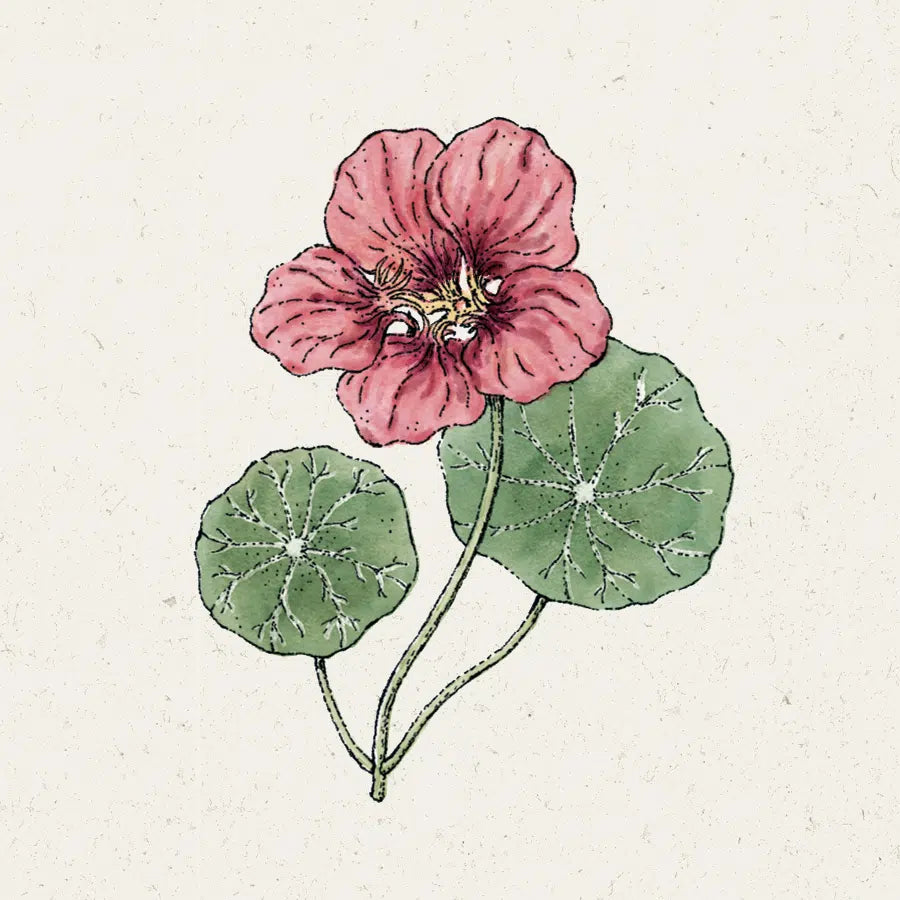 Blumensamen - Tropaeolum majus 'Purple Emperor' (Kapuzinerkresse)