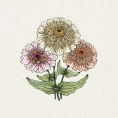 Blumensamen - Zinnia elegans 'Cresto! Peaches & Cream' (Zinnie)