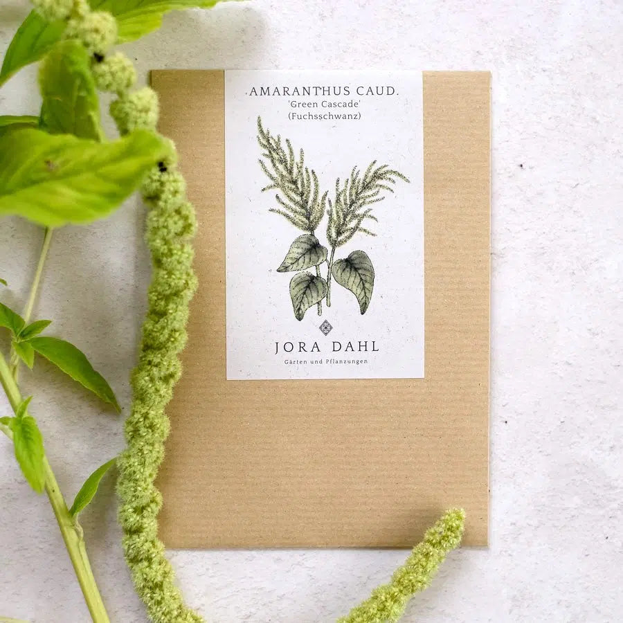 Blumensamen - Amaranthus caudatus "Green Cascade" (Fuchsschwanz)