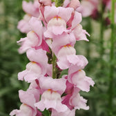 Blumensamen - Antirrhinum majus - "Summer Lavender" (Löwenmäulchen)