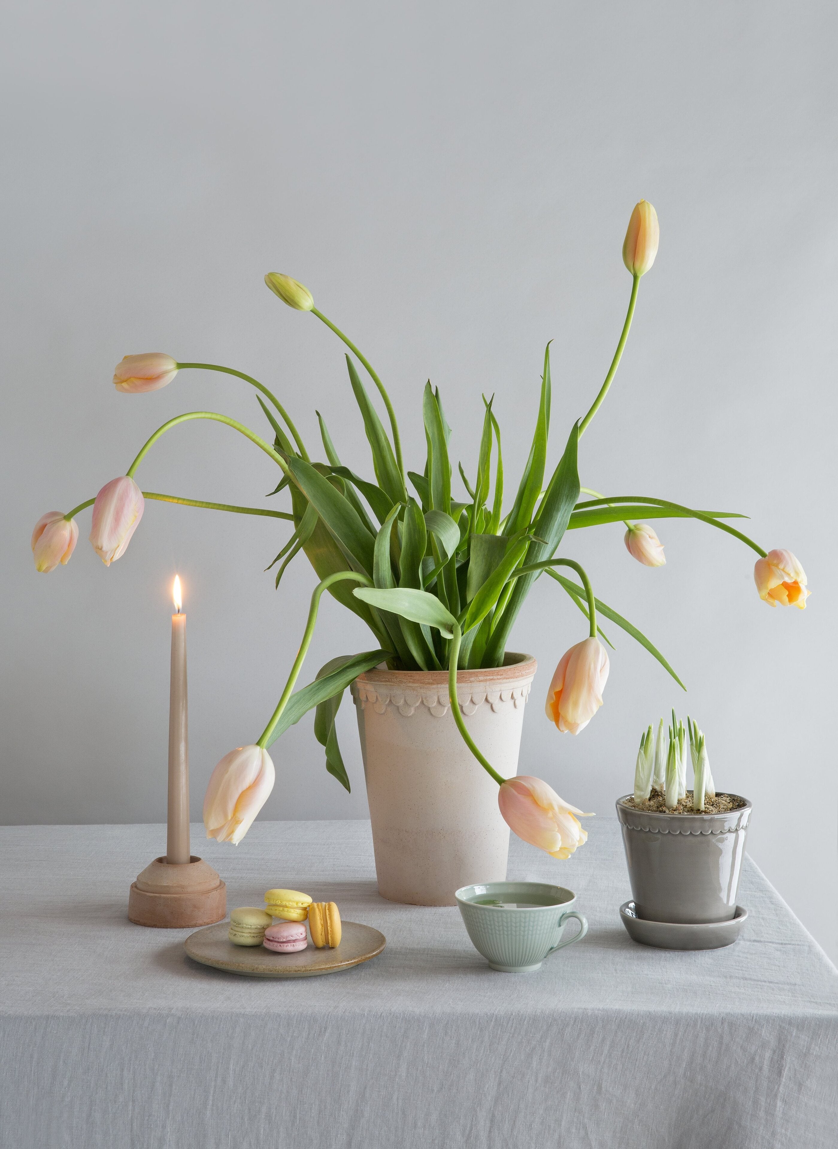 Rosentopf mit Untersetzer - Helena rosa