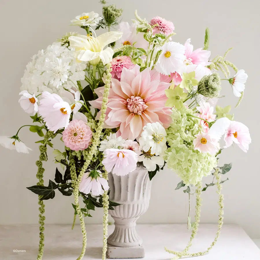 Blumensamen - Cosmos bipinnatus "Cupcake Blush" (Kosmee)