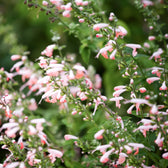 Blumensamen - Salvia coccinea 'Summer Jewel Pink' (Blutsalbei)
