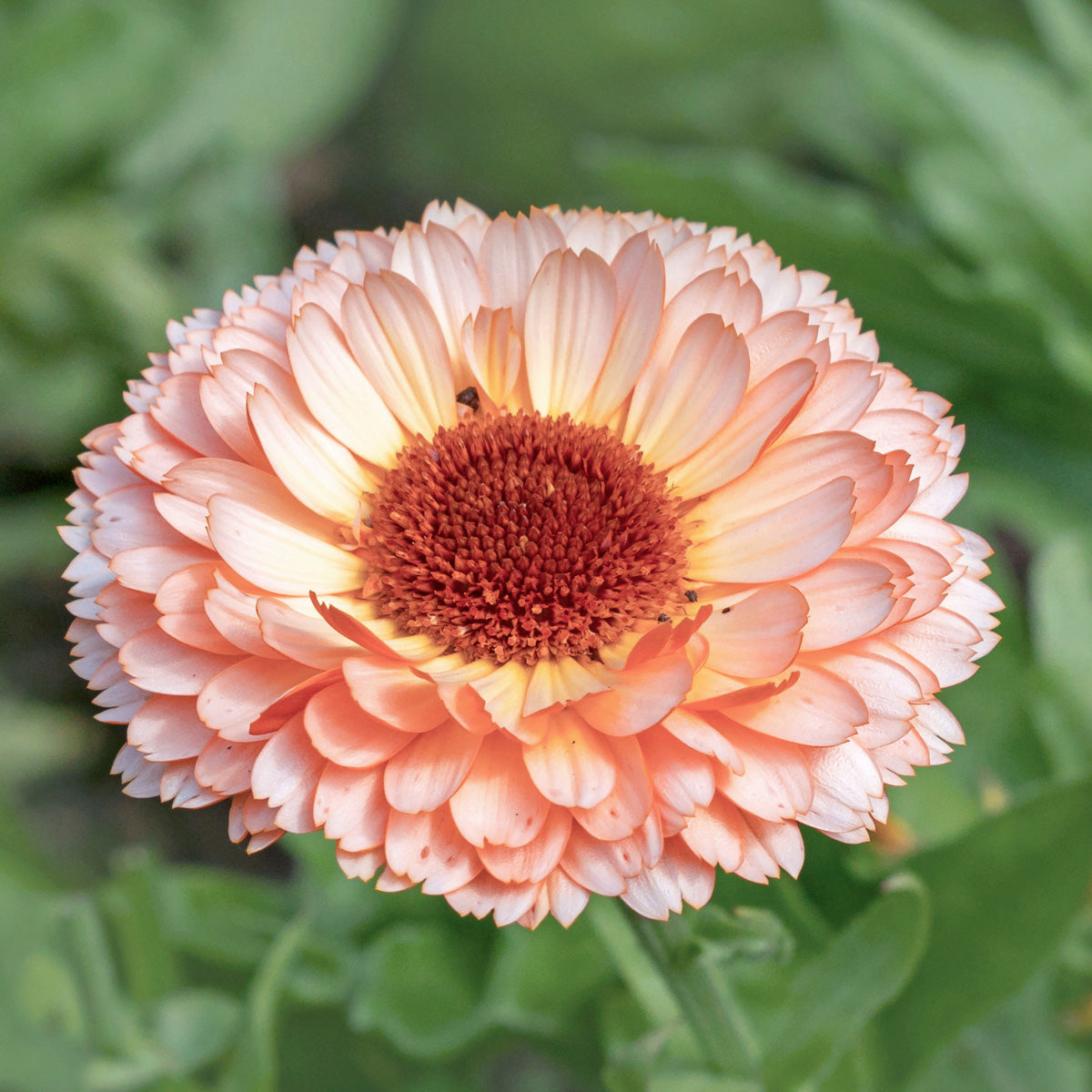 Blumensamen - Calendula 'Pink Surprise' Ringelblume