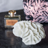 Korallen Kiemen - Coral Gills