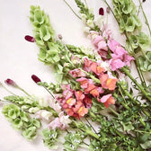 Blumensamen - Antirrhinum majus - "Costa Apricot" (Löwenmäulchen)